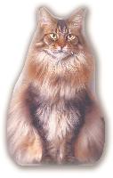 Chat, kit couture coussin en velours