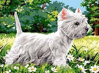 Westie, kit canevas Seg, 40 X 50 cm